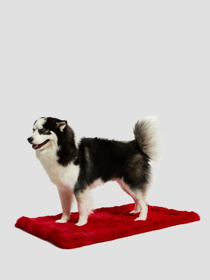 GUESS Home FauxFur Pet Carpet Red 8211 Women